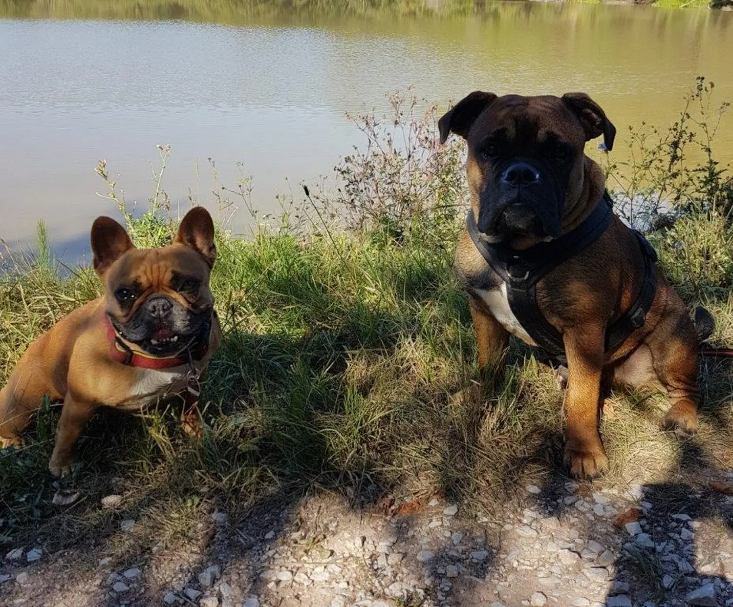 Hunde spielen bei Mensch/Hund-Coaching