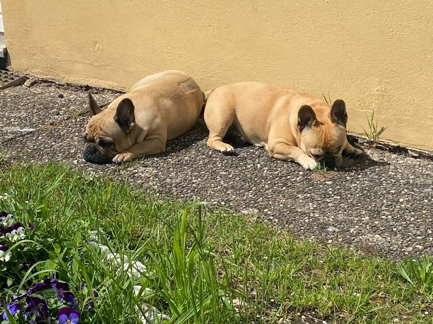 Hunde von Mensch/Hund-Coaching