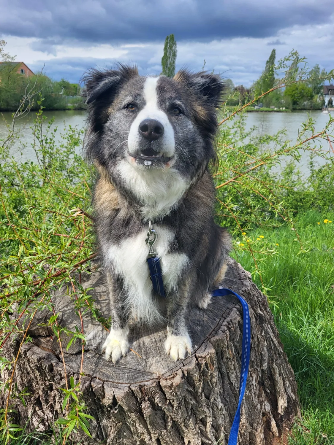 Hunde von Mensch/Hund-Coaching