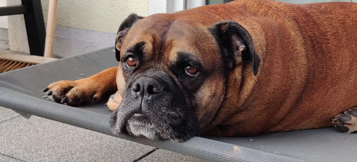 Hunde von Mensch/Hund-Coaching