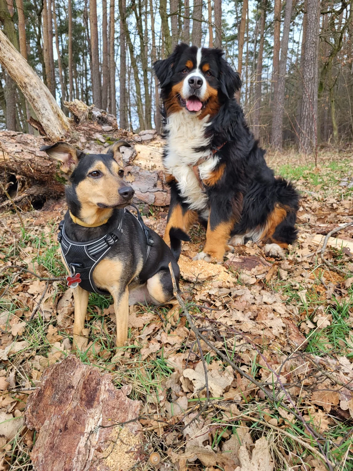 Hunde von Mensch/Hund-Coaching