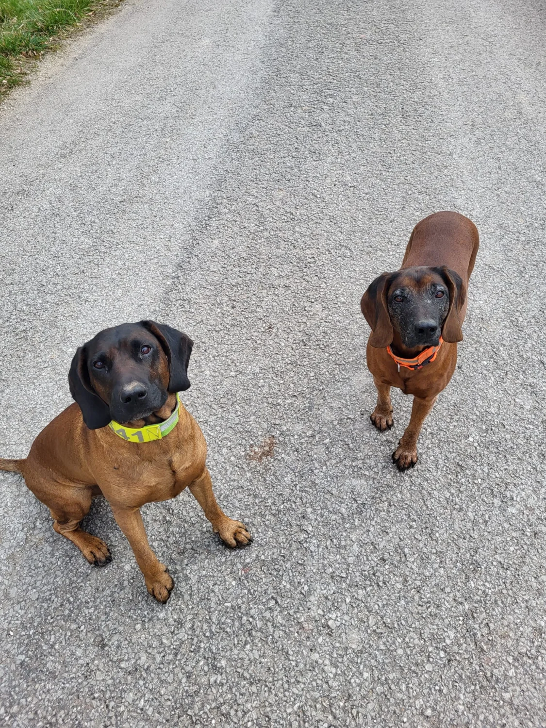 Hunde von Mensch/Hund-Coaching