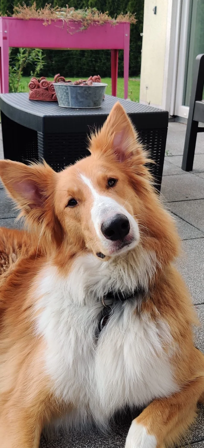 Hunde von Mensch/Hund-Coaching