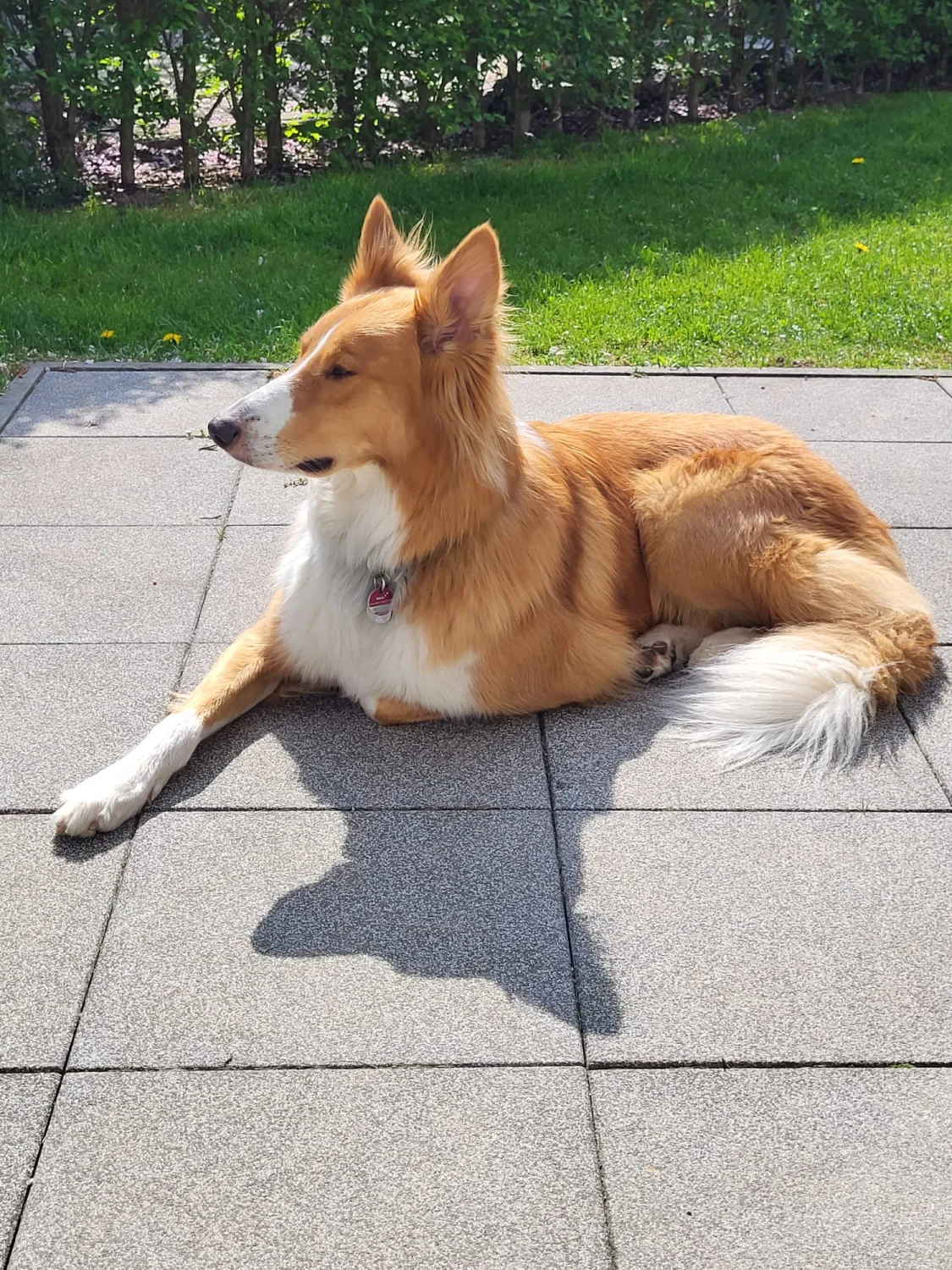 Hunde von Mensch/Hund-Coaching