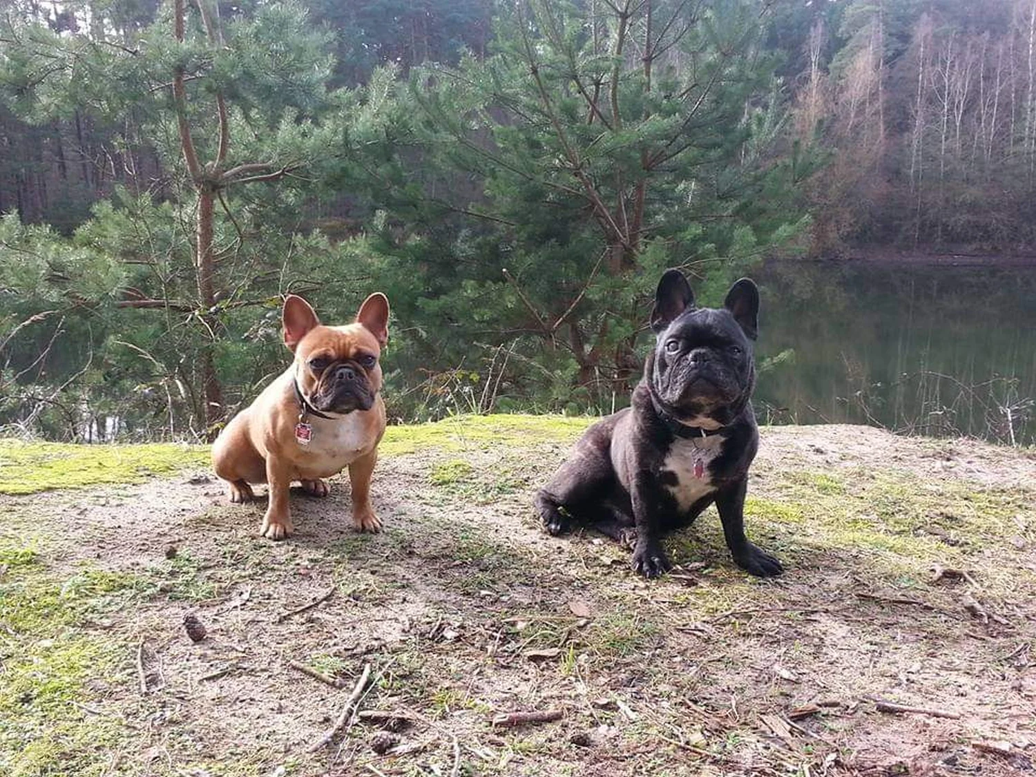 Hunde von Mensch/Hund-Coaching