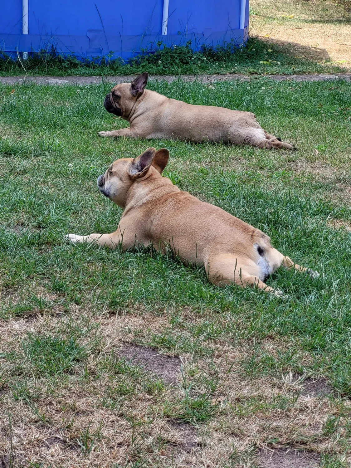 Hunde von Mensch/Hund-Coaching