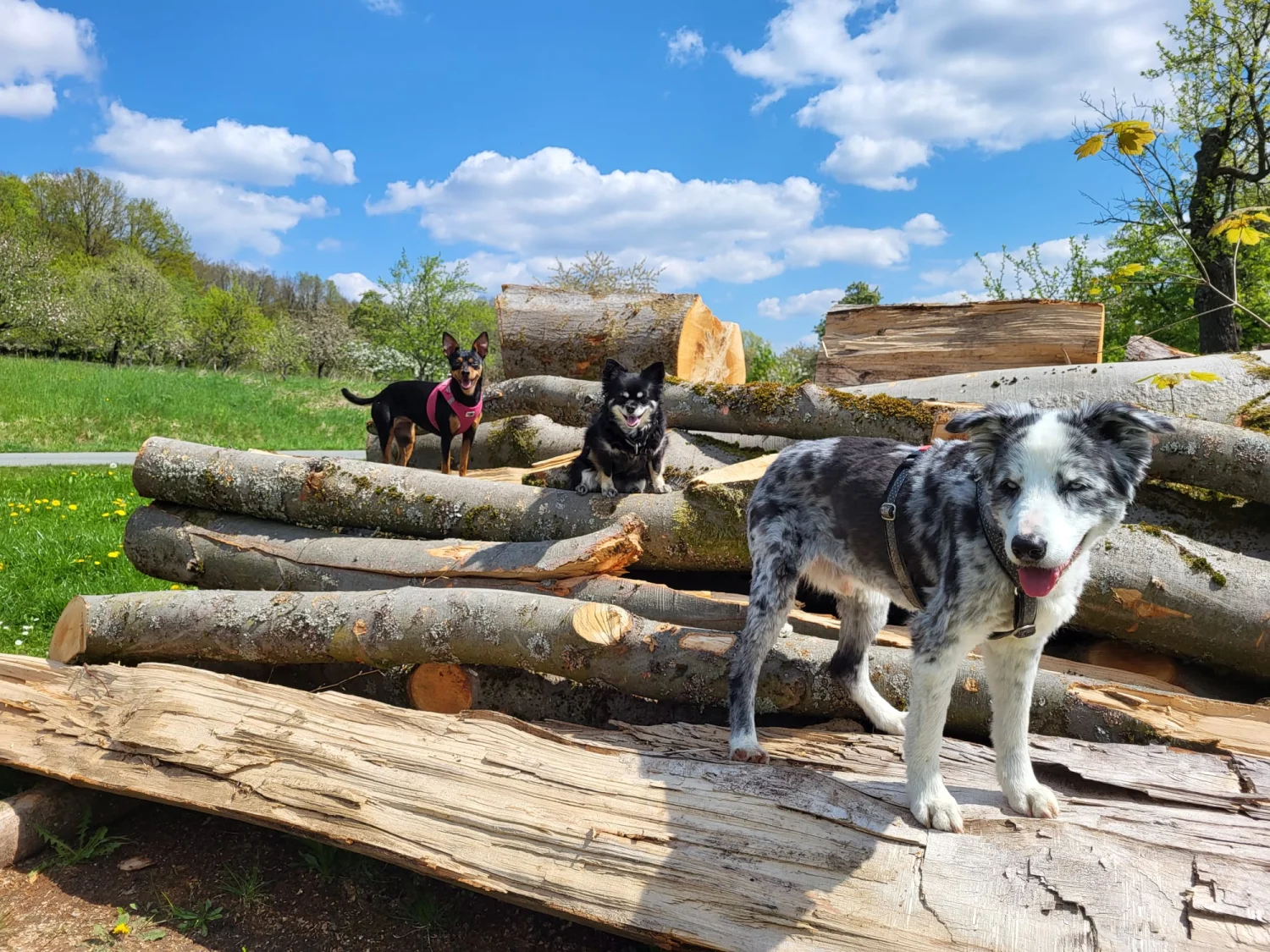 Hunde von Mensch/Hund-Coaching