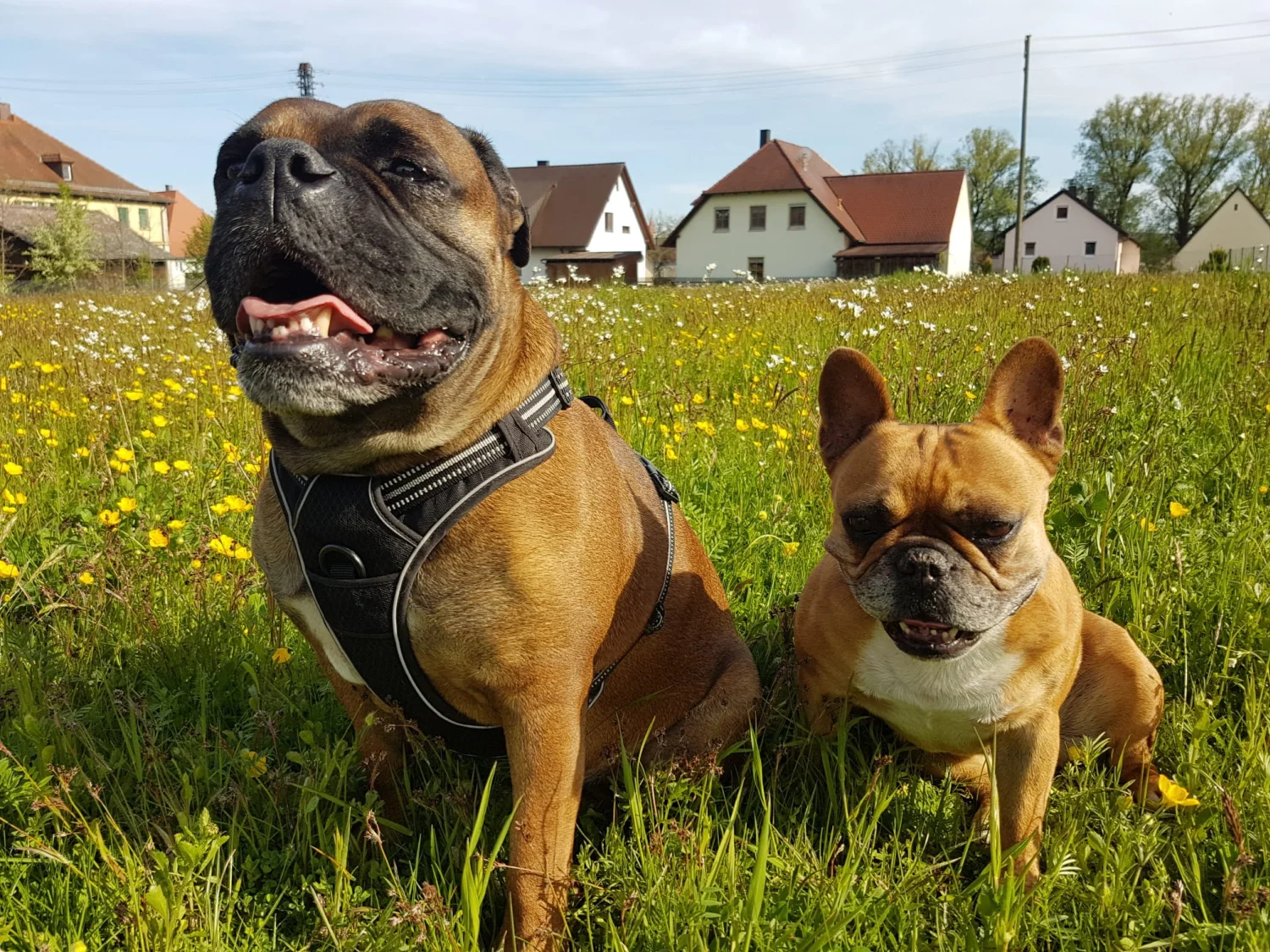 Hunde von Mensch/Hund-Coaching