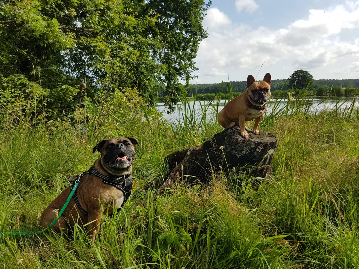 Hunde von Mensch/Hund-Coaching