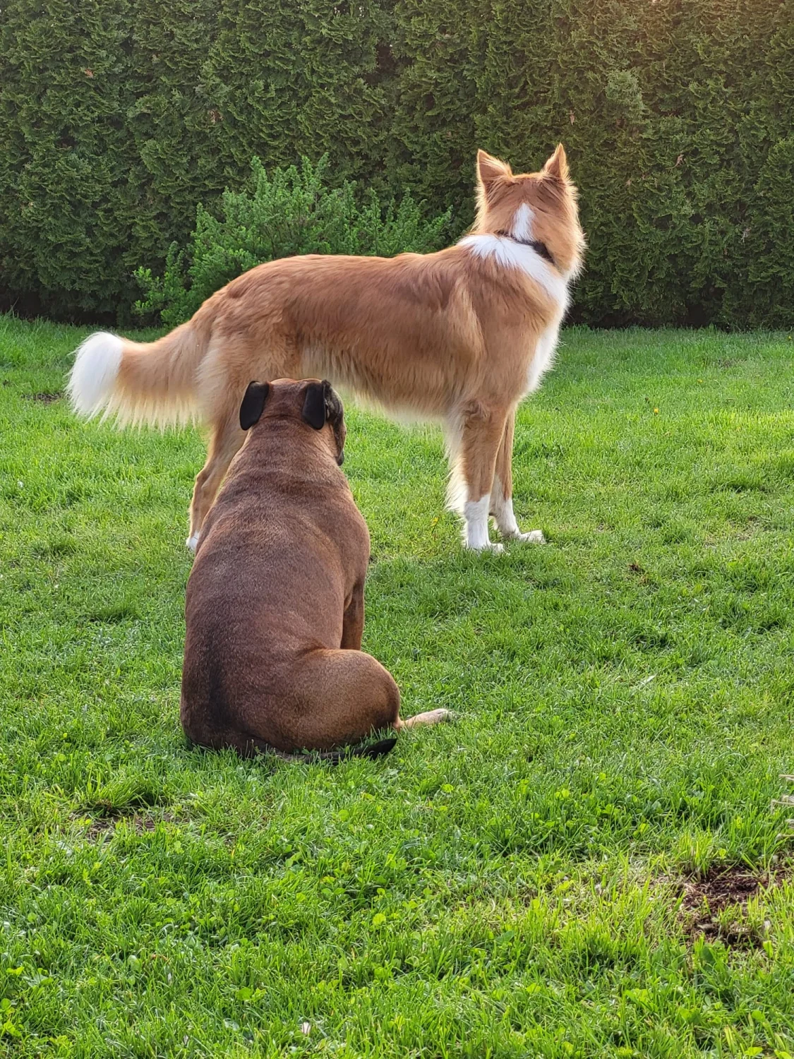 Hunde von Mensch/Hund-Coaching