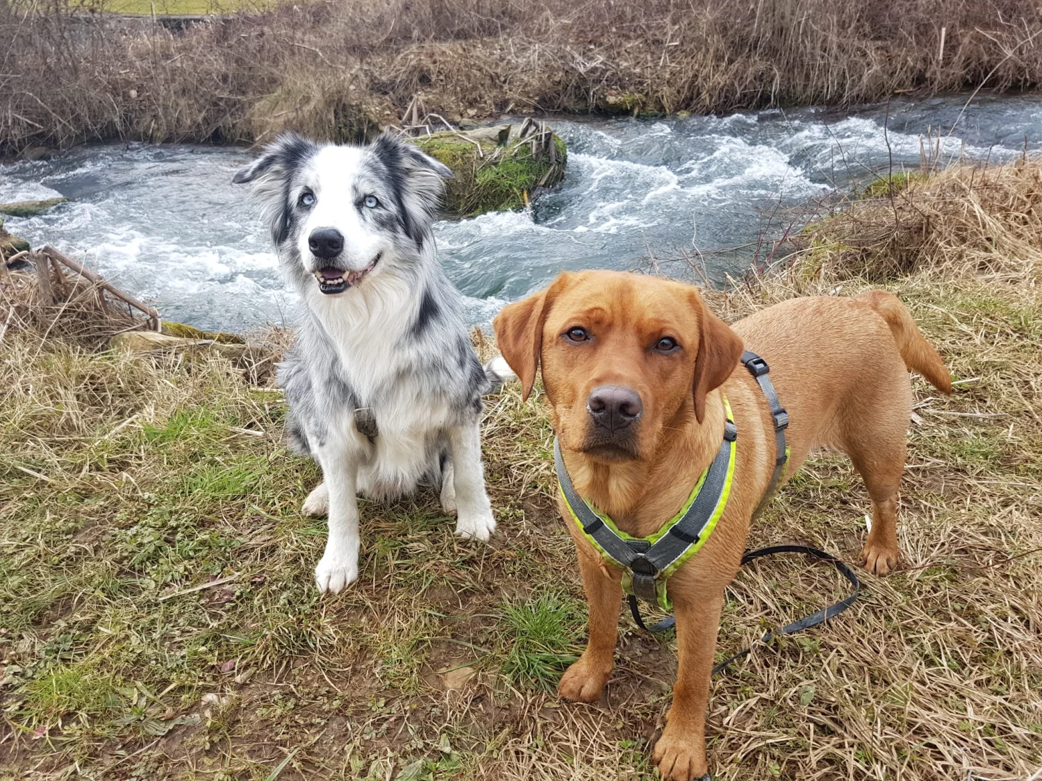 Hunde spielen von Mensch/Hund-Coaching