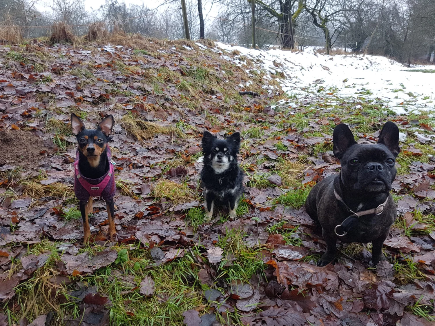 Hunde von Mensch/Hund-Coaching