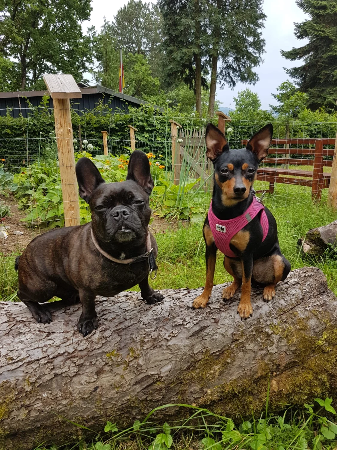Hunde von Mensch/Hund-Coaching