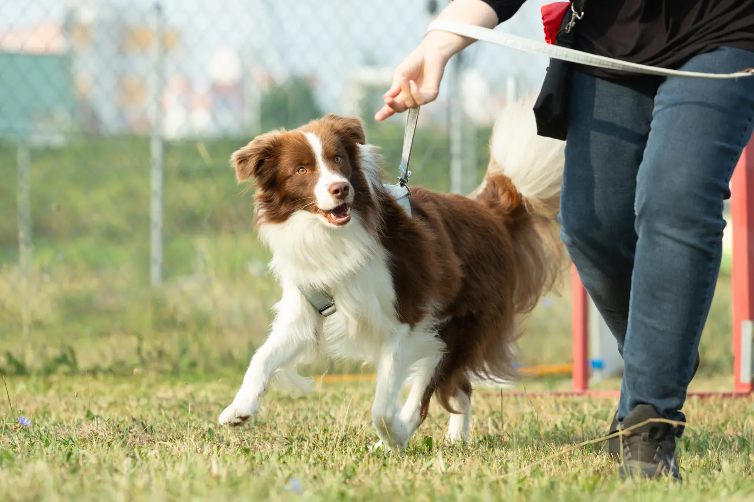 Ein Australian Shepherd läuft auf einer grünen Wiese in einer Hundezone oder Hundeschule.