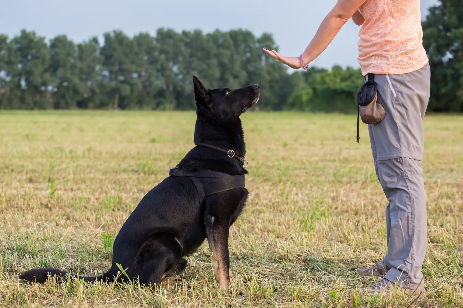 Ausbildung zum Schwarzen Deutschen Schäferhund (Sitzkommando)